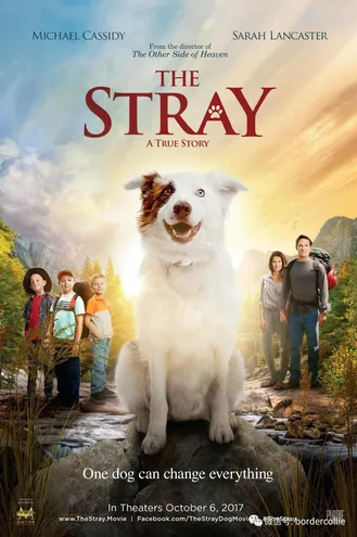 بوستر فلم The Stray 